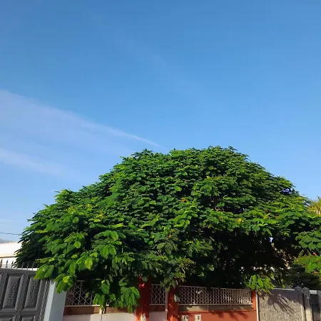 Tenerife * Σαν Μιγκέλ ντε Αμπόνα
