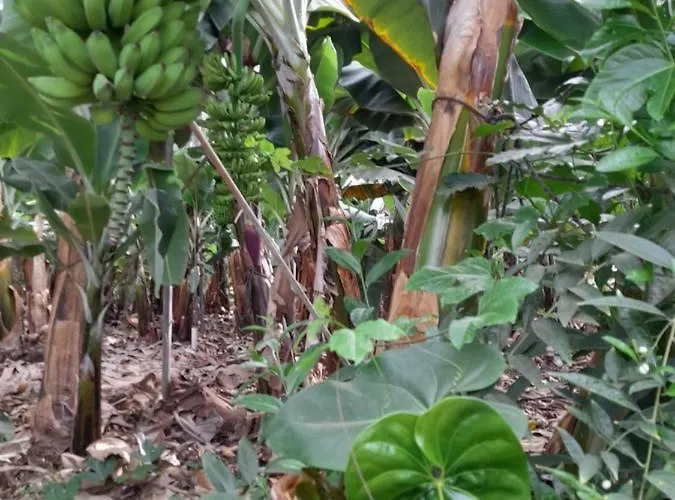 Tenerife Habitación en casa particular San Miguel de Abona