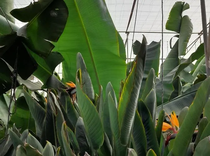 Tenerife Habitación en casa particular San Miguel de Abona