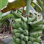 Tenerife Privatunterkunft San Miguel de Abona
