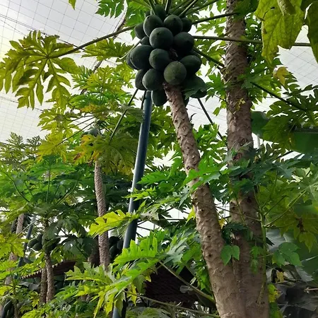 홈스테이 Tenerife *