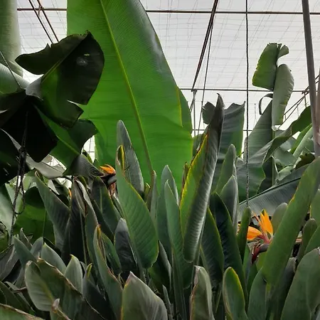 Tenerife 홈스테이 산미겔데아보나