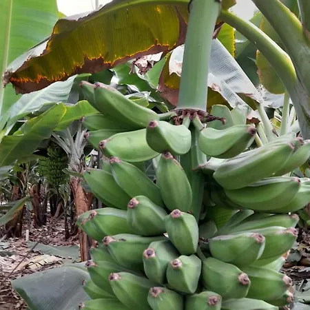 Tenerife 홈스테이 산미겔데아보나