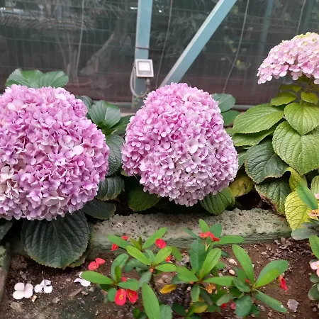 Tenerife 홈스테이 산미겔데아보나