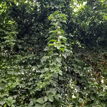 Tenerife * 산미겔데아보나