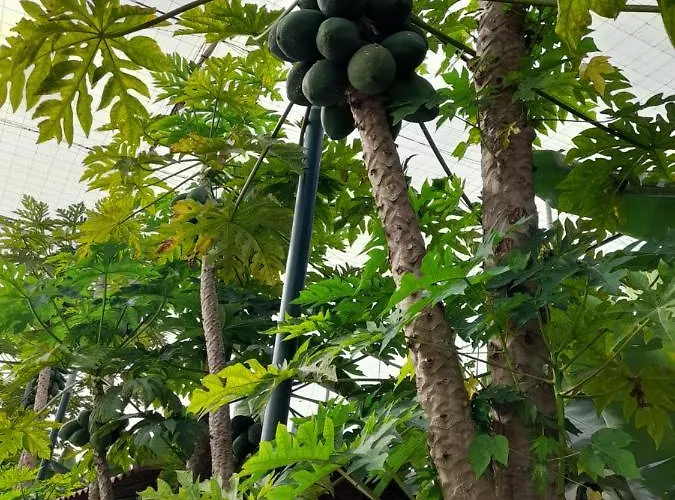 Kwatera prywatna Tenerife *