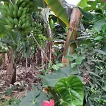 Tenerife Homestay San Miguel de Abona