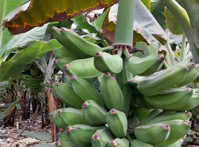 Tenerife Kwatera prywatna San Miguel de Abona