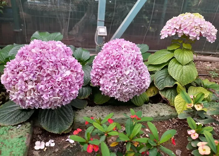 Tenerife Accommodatie bij particulieren San Miguel de Abona