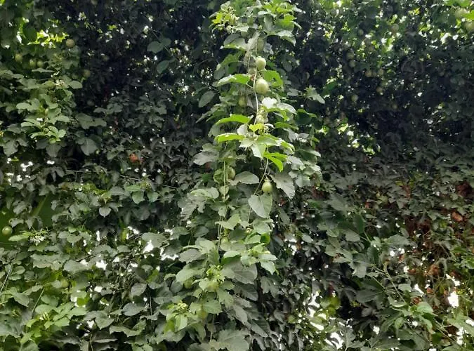 Tenerife * San Miguel de Abona